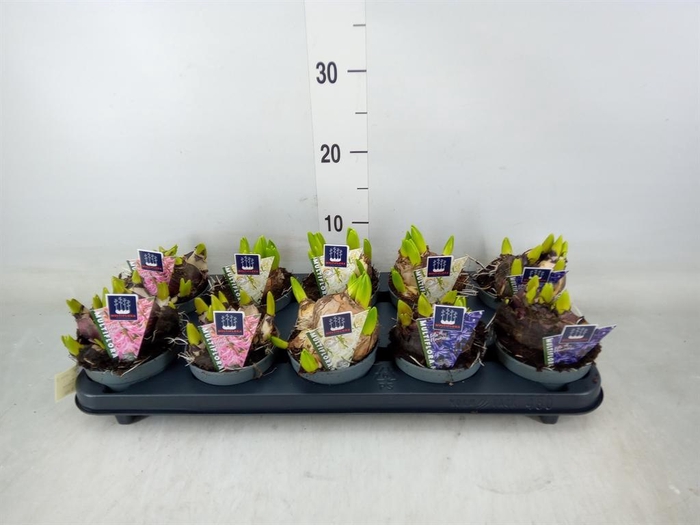 <h4>Hyacinthus orie. 'Multifl' ..mix 3</h4>