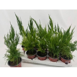 ASPAR S PYRAMIDALIS