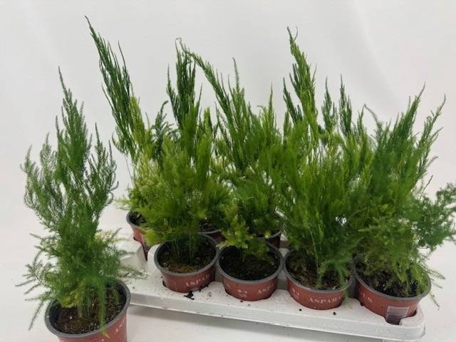 <h4>ASPAR S PYRAMIDALIS</h4>