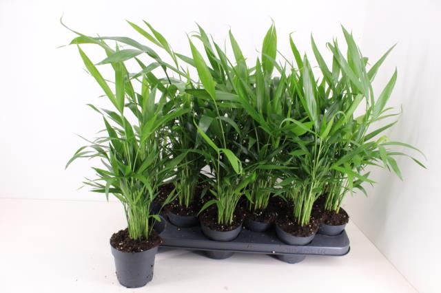 <h4>DYPSIS LUTESCENS</h4>