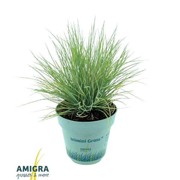 <h4>Festuca glauca AmiGold®</h4>