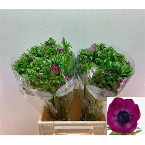 ANEM CO GALIL PURPER