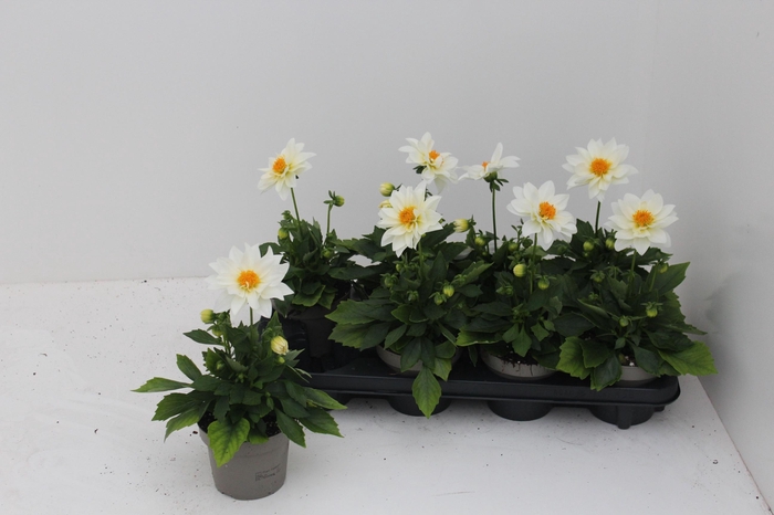 <h4>DAHL L ME GEM</h4>