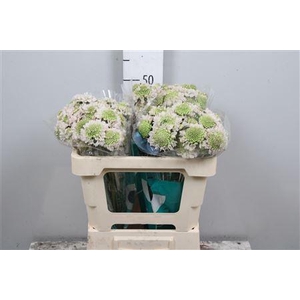 Scab At Fr Vanilla Bl Scoop (x75)