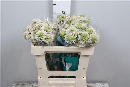 <h4>Scab At Fr Vanilla Bl Scoop (x75)</h4>