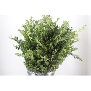 Buxus Green P Bunch