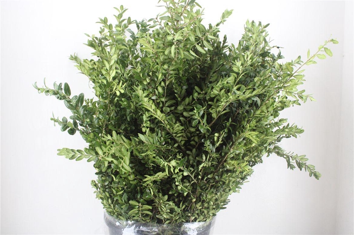 <h4>Buxus Green P Bunch</h4>