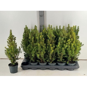 PICEA GL CONICA P09