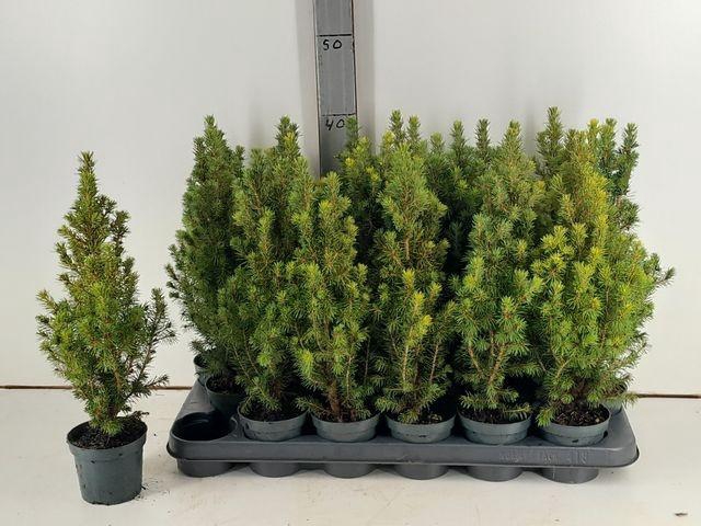 <h4>PICEA GL CONICA P09</h4>