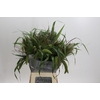 Grasses mix in bucket