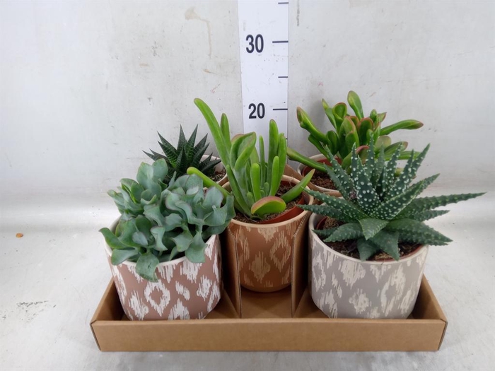 <h4>Succulents   ...</h4>