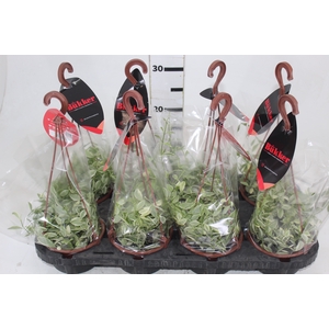 DISCHIDIA OIANTHA VARIEGATA C13