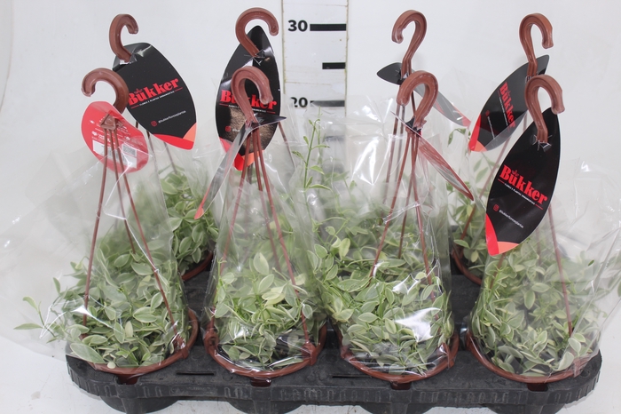 DISCHIDIA OIANTHA VARIEGATA C13
