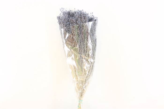 Dried Brooms L Grey Bunch