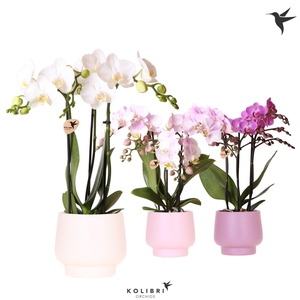 Kolibri Orchids Phalaenopsis mix 3 spike in Scandic pot mix