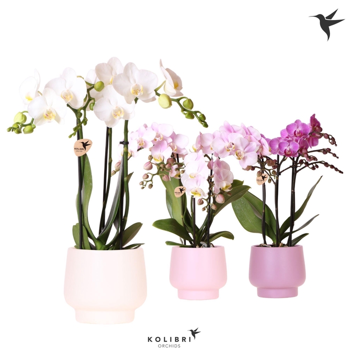 <h4>Kolibri Orchids Phalaenopsis mix 3 spike in Scandic pot mix</h4>