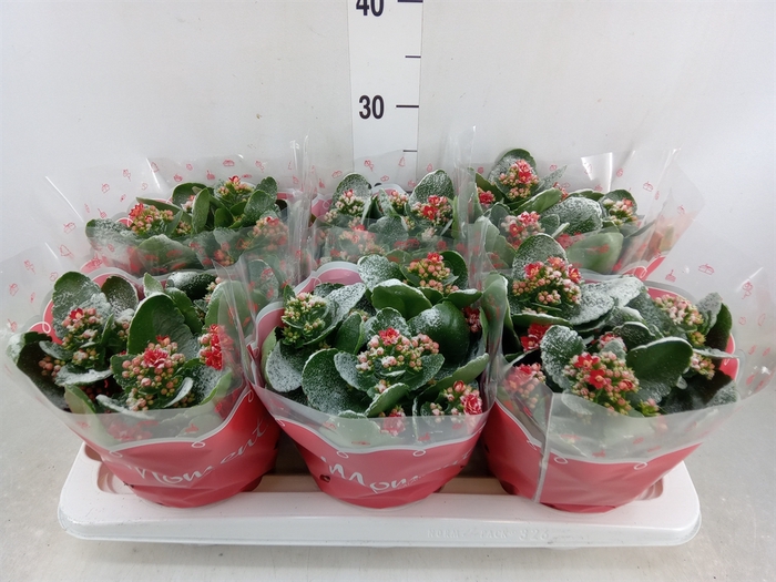 <h4>Kalanchoe blos. 'Secret'</h4>