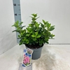 Escallonia