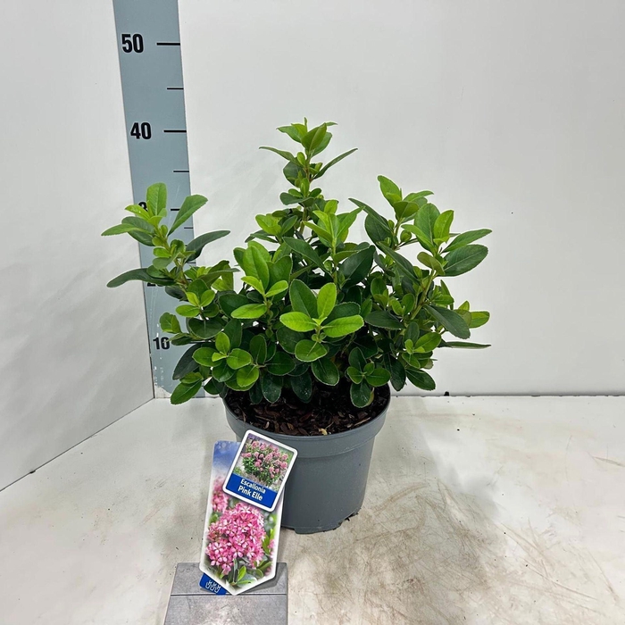 Escallonia