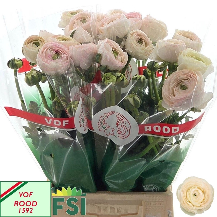 <h4>RAN REAL PARIS</h4>