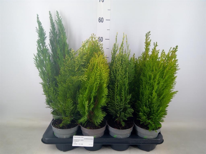 <h4>Conifers   ...mix</h4>