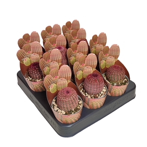 ECHINOCEREUS RIGIDISSIMUS RUBRISPINUS - POT Ø 6,5 SHAPED POTCOVER (CACTUS)