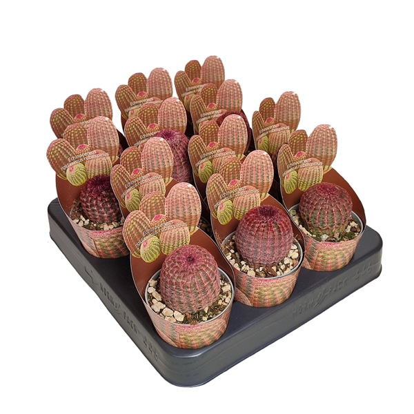 <h4>ECHINOCEREUS RIGIDISSIMUS RUBRISPINUS - POT Ø 6,5 SHAPED POTCOVER (CACTUS)</h4>