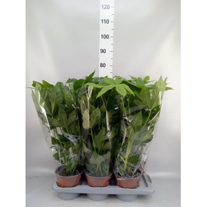 Fatsia japonica   ...
