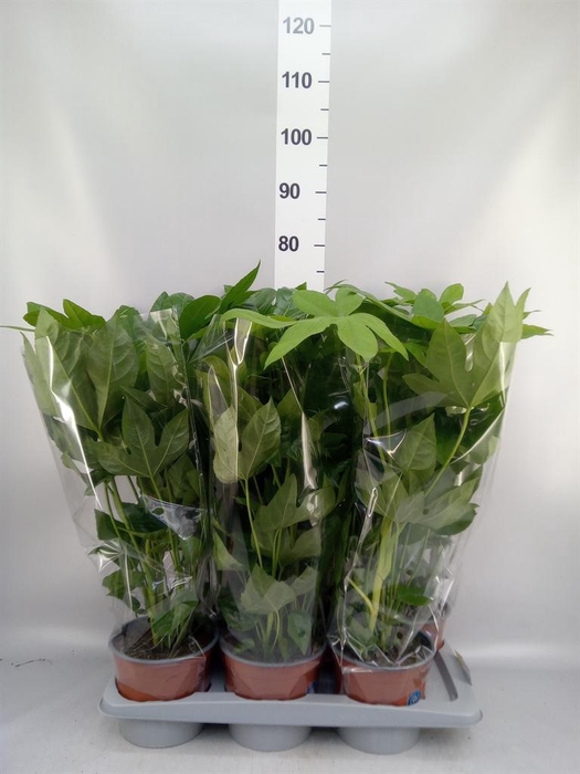 <h4>Fatsia japonica   ...</h4>