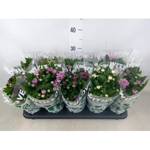 Chrysanthemum   ..mix 7