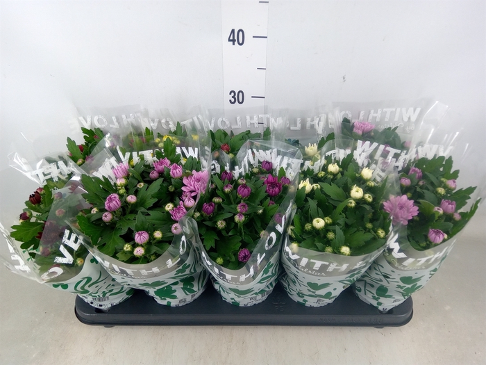 <h4>Chrysanthemum   ..mix 7</h4>