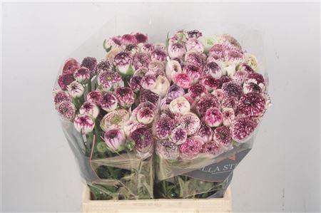 <h4>Ran El. Stripes Ex</h4>