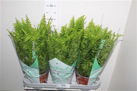 <h4>Nephr Ex Green Momen 17cm Pot</h4>