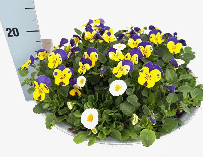 <h4>OVERIGE PERKPL</h4>