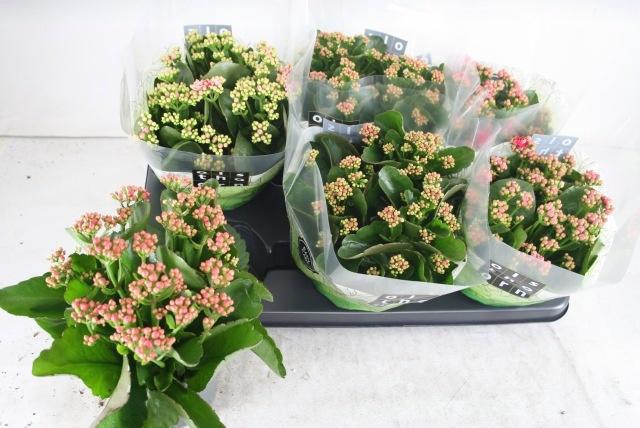 <h4>KAL GE GEM 4 KL</h4>