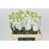 Matthiola Iron White