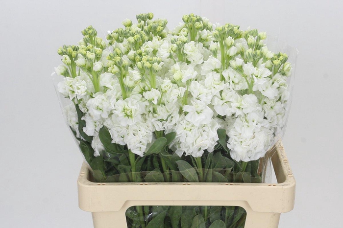 Matthiola Iron White