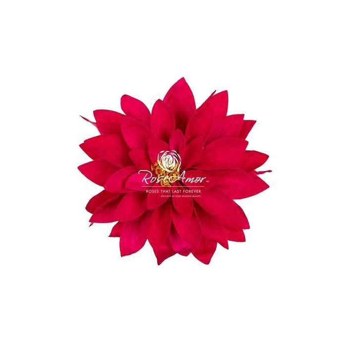 <h4>Dalia Pin03</h4>