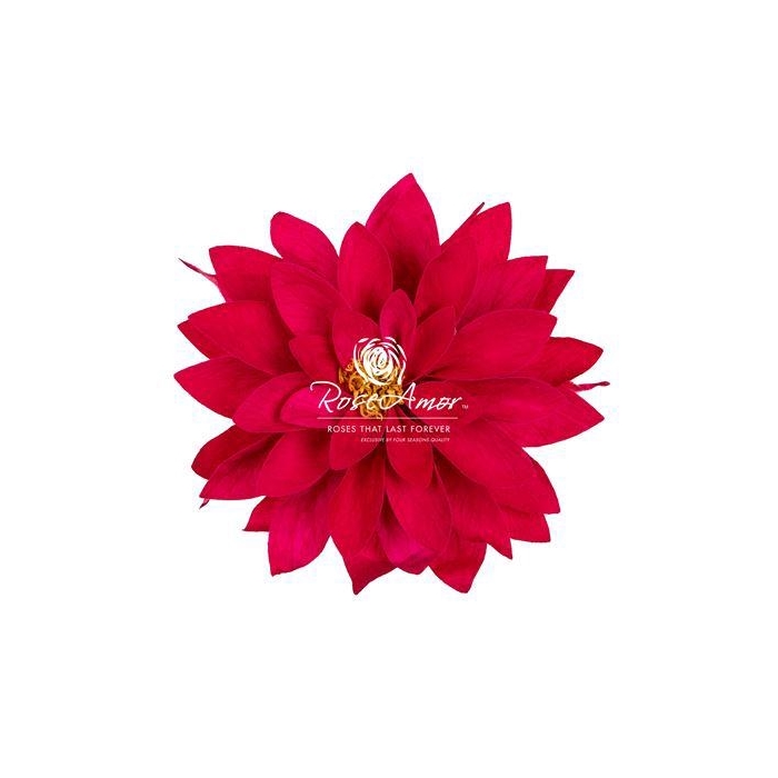 <h4>Dalia Pin03</h4>