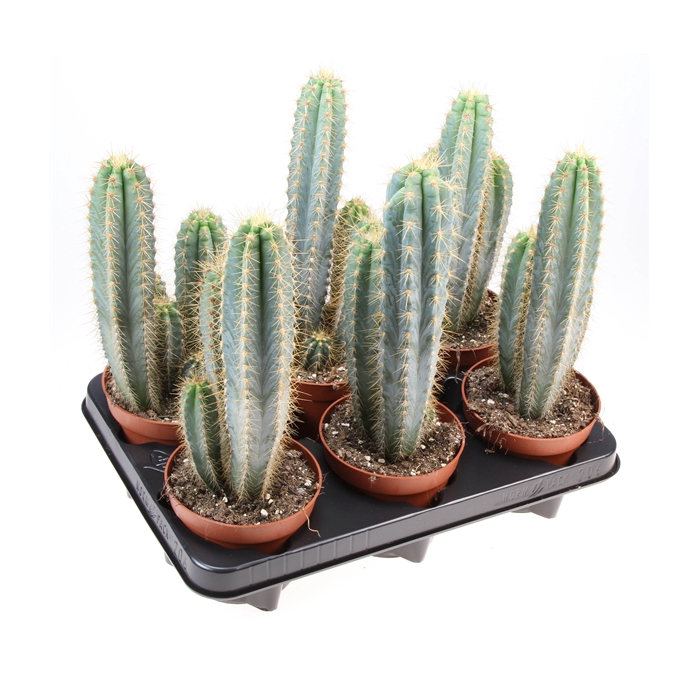 <h4>Cactus pilosocereus azureus</h4>