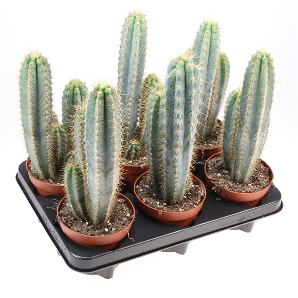 Cactus pilosocereus azureus