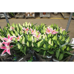 LIRIO AFTER EIGHT P16