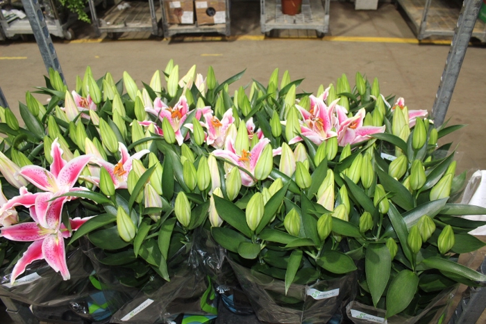 LIRIO AFTER EIGHT P16