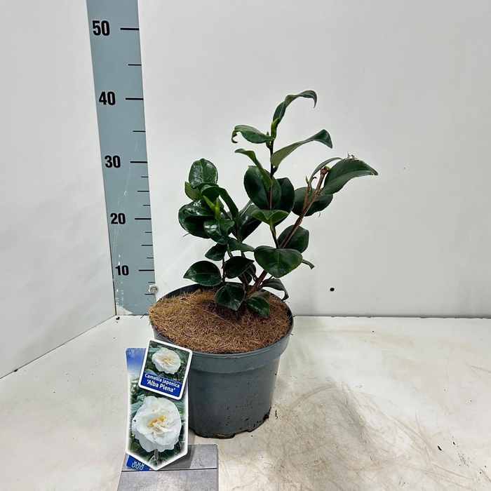 <h4>Camellia japonica Alba Plena</h4>