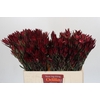 Leucadendron Blush Spray