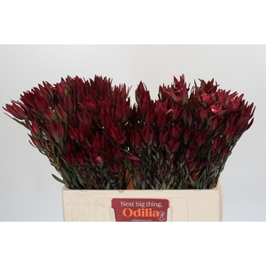Leucadendron Blush Spray