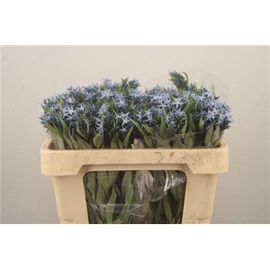 Amsonia Tab Night Sk