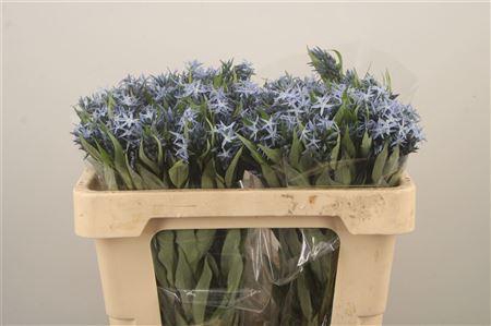 <h4>Amsonia Tab Night Sk</h4>