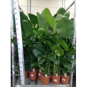 Strelitzia nicolai