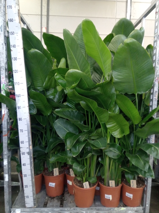 <h4>Strelitzia nicolai</h4>